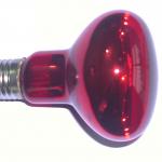 Infrared bulb for reptile-